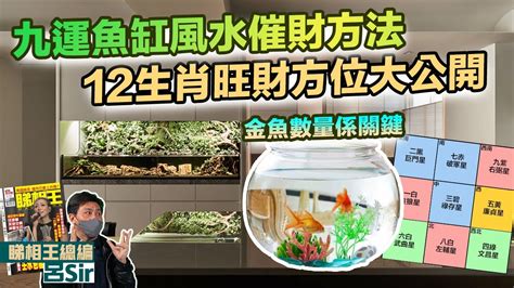 風水魚缸數量|養魚招財：新手必看